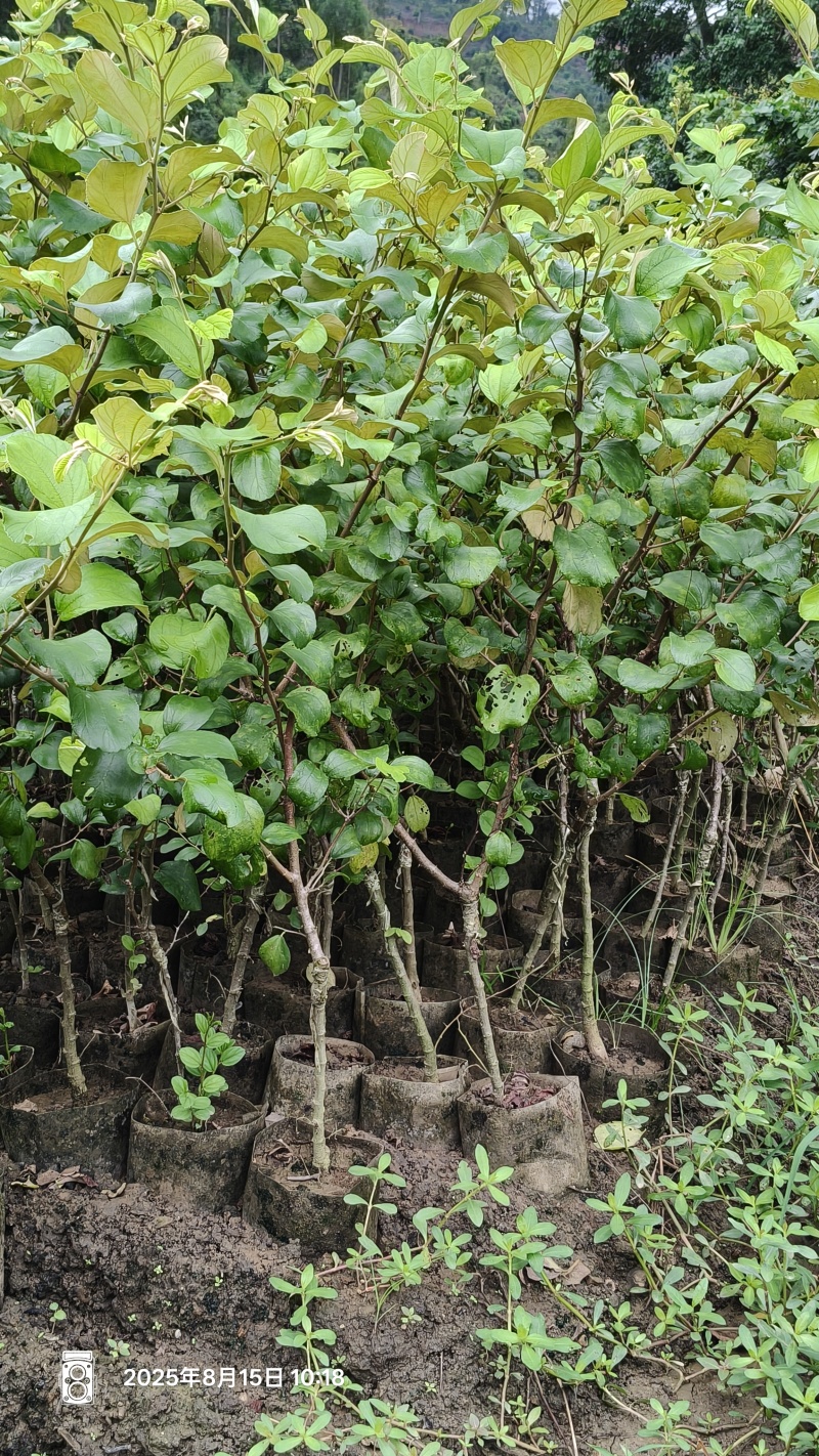 苹果枣苗11号，产地直发，大量有货，欢迎各位老板咨询采购