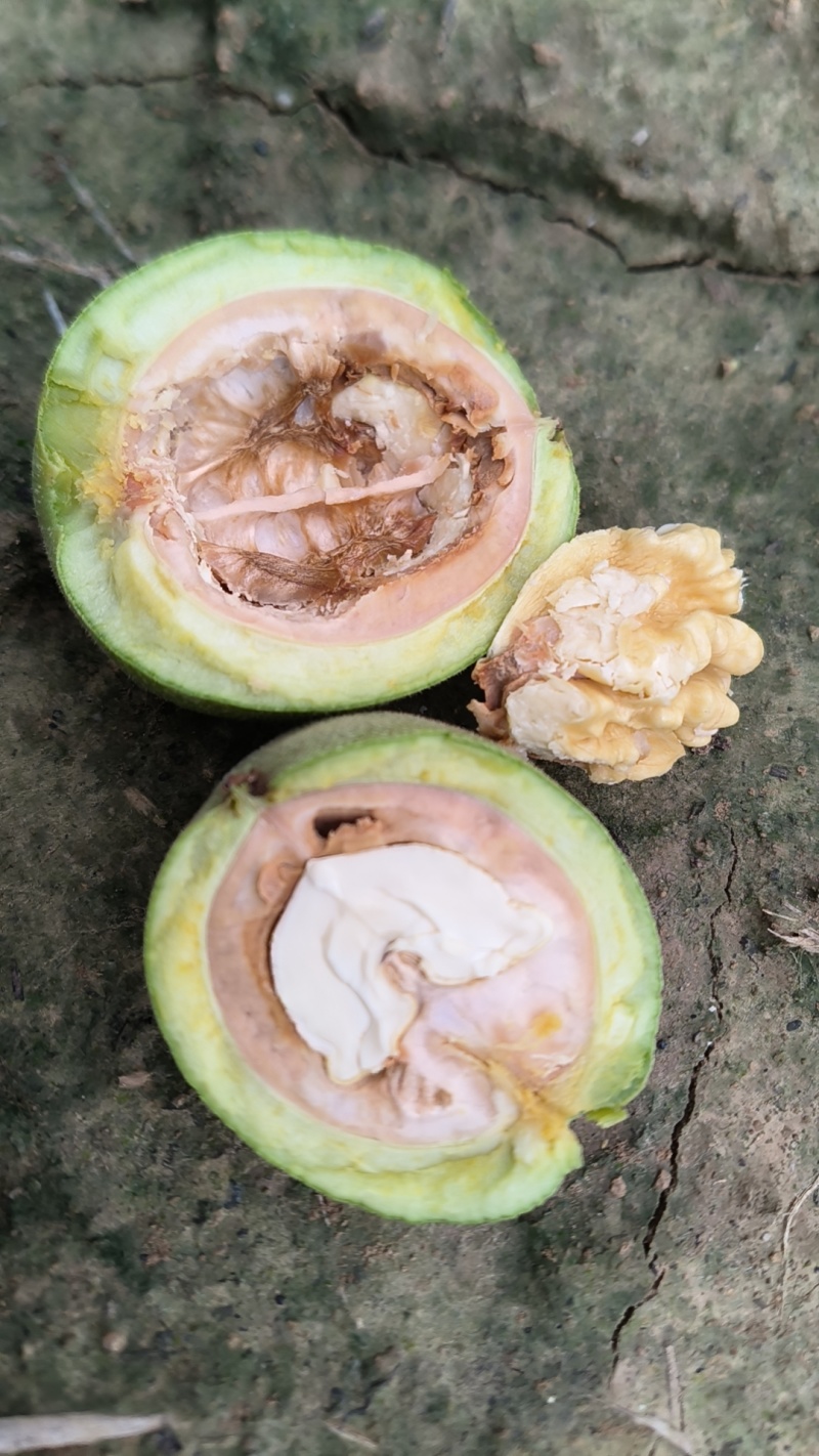 清香核桃大量上市，有需要与我联系