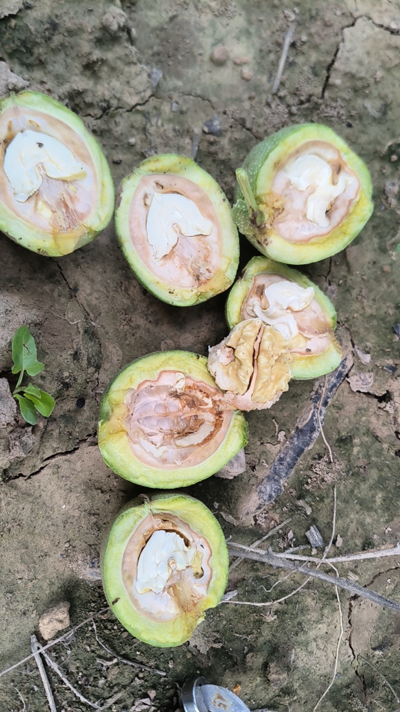 清香核桃大量上市，有需要与我联系