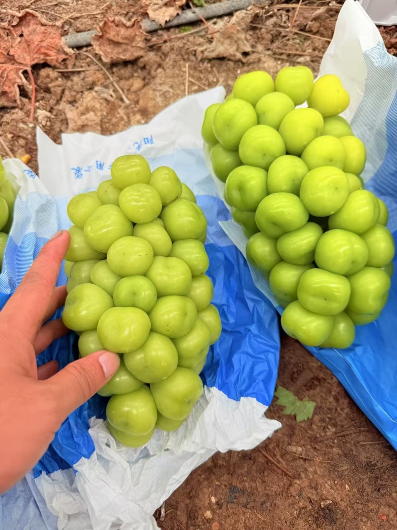 (实力供应)陕西阳光玫瑰大量上市，工厂电商外贸专业供应