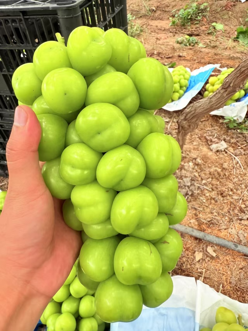 (实力供应)陕西阳光玫瑰大量上市，工厂电商外贸专业供应