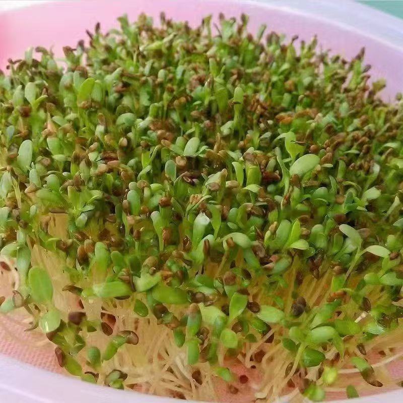 新进口紫花苜蓿种子多年生牧草四季高产耐寒耐热养殖牛羊马鸡