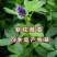 新进口紫花苜蓿种子多年生牧草四季高产耐寒耐热养殖牛羊马鸡