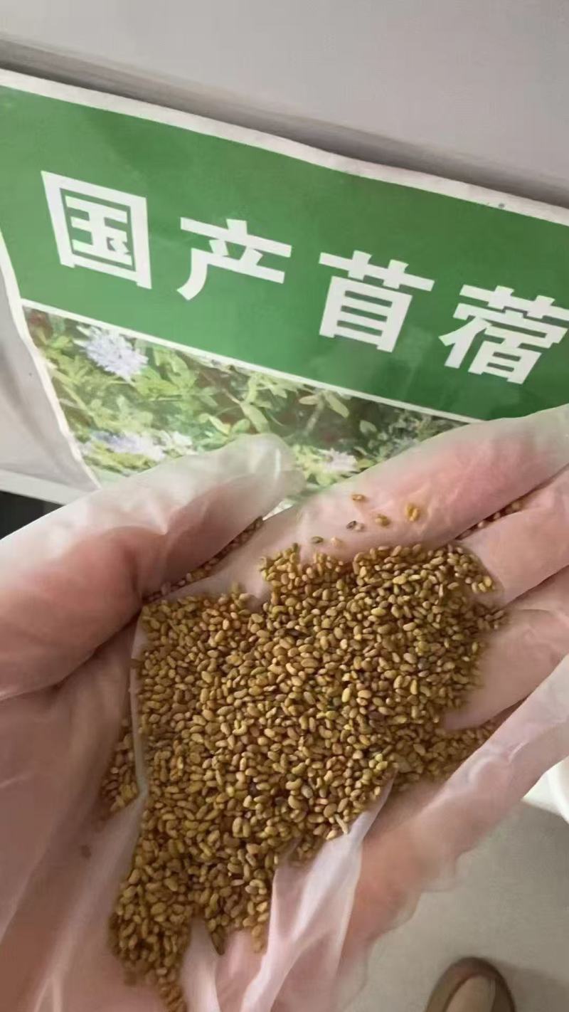 新进口紫花苜蓿种子多年生牧草四季高产耐寒耐热养殖牛羊马鸡