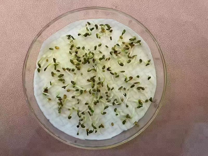新进口紫花苜蓿种子多年生牧草四季高产耐寒耐热养殖牛羊马鸡