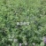 新进口紫花苜蓿种子多年生牧草四季高产耐寒耐热养殖牛羊马鸡