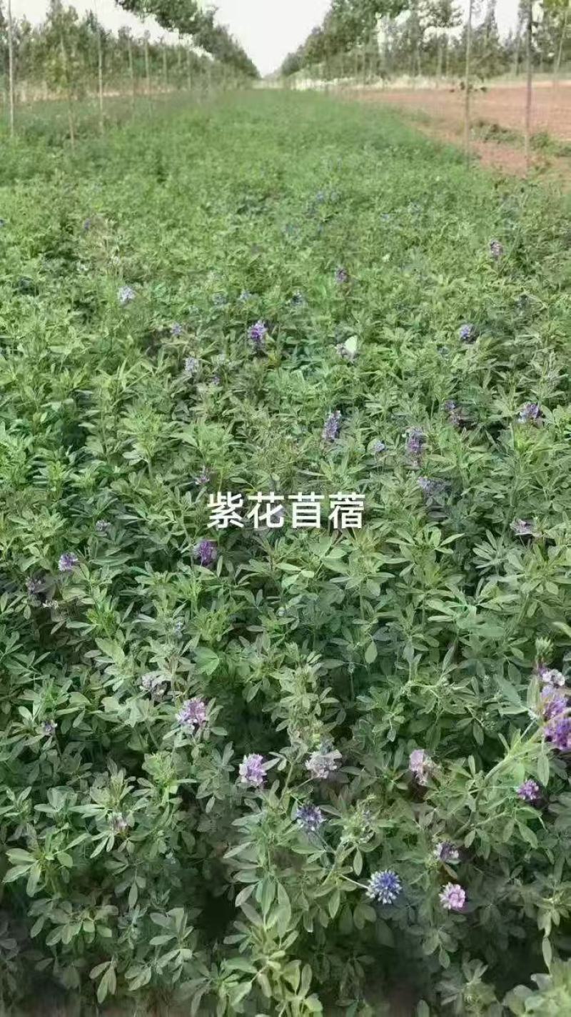 新进口紫花苜蓿种子多年生牧草四季高产耐寒耐热养殖牛羊马鸡
