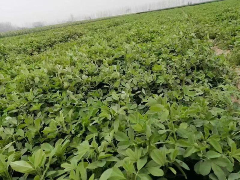 新进口紫花苜蓿种子多年生牧草四季高产耐寒耐热养殖牛羊马鸡