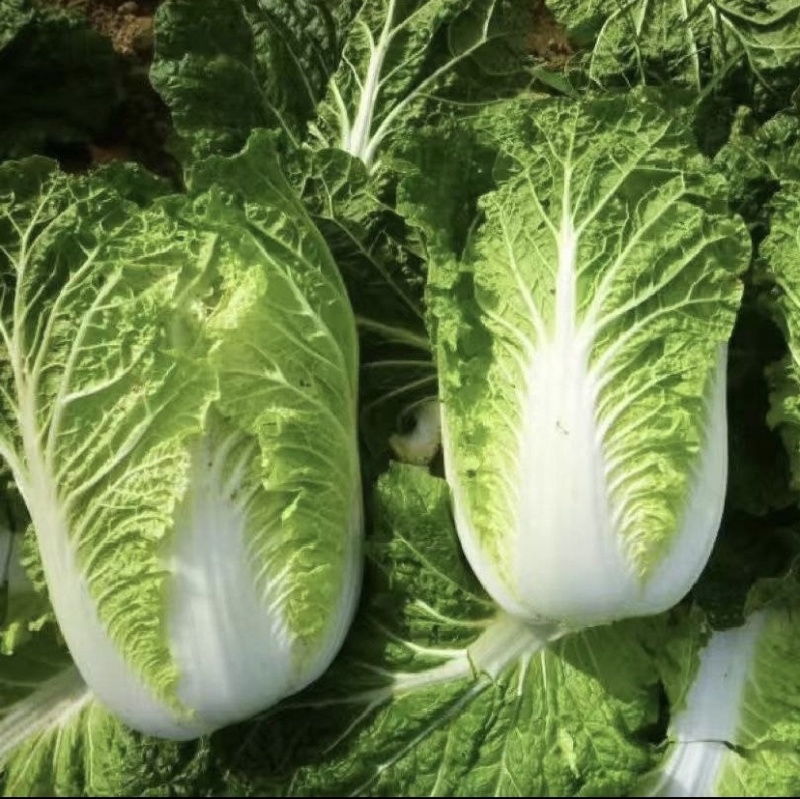 黄心白菜，对接批发商，颜色鲜艳，质量杠杠的，保质保量