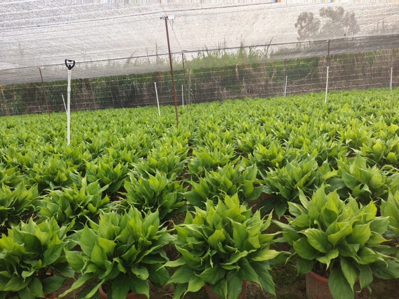广东万年青