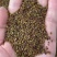 紫云英种子果园绿肥草种子红花草蜜源植物牧草草籽