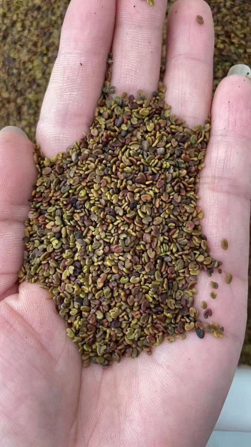 紫云英种子果园绿肥草种子红花草蜜源植物牧草草籽
