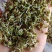 紫云英种子果园绿肥草种子红花草蜜源植物牧草草籽