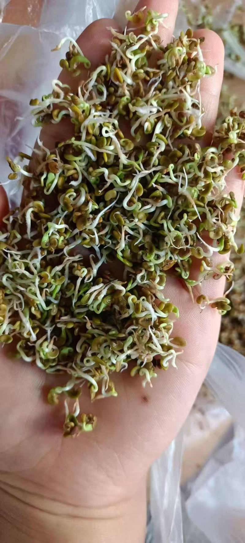 紫云英种子果园绿肥草种子红花草蜜源植物牧草草籽