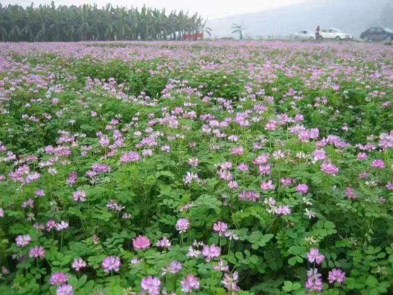 紫云英种子果园绿肥草种子红花草蜜源植物牧草草籽
