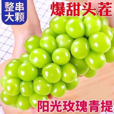 阳光玫瑰大量上市供应各种市场货电商货炸街