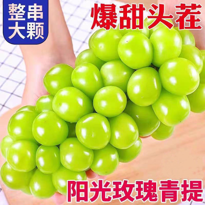 阳光玫瑰大量上市供应各种市场货电商货炸街