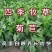 菊苣种子大叶多年生兔子草种猪牛鱼鸡鸭鹅爱吃的养殖四季青菜