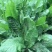 菊苣种子大叶多年生兔子草种猪牛鱼鸡鸭鹅爱吃的养殖四季青菜