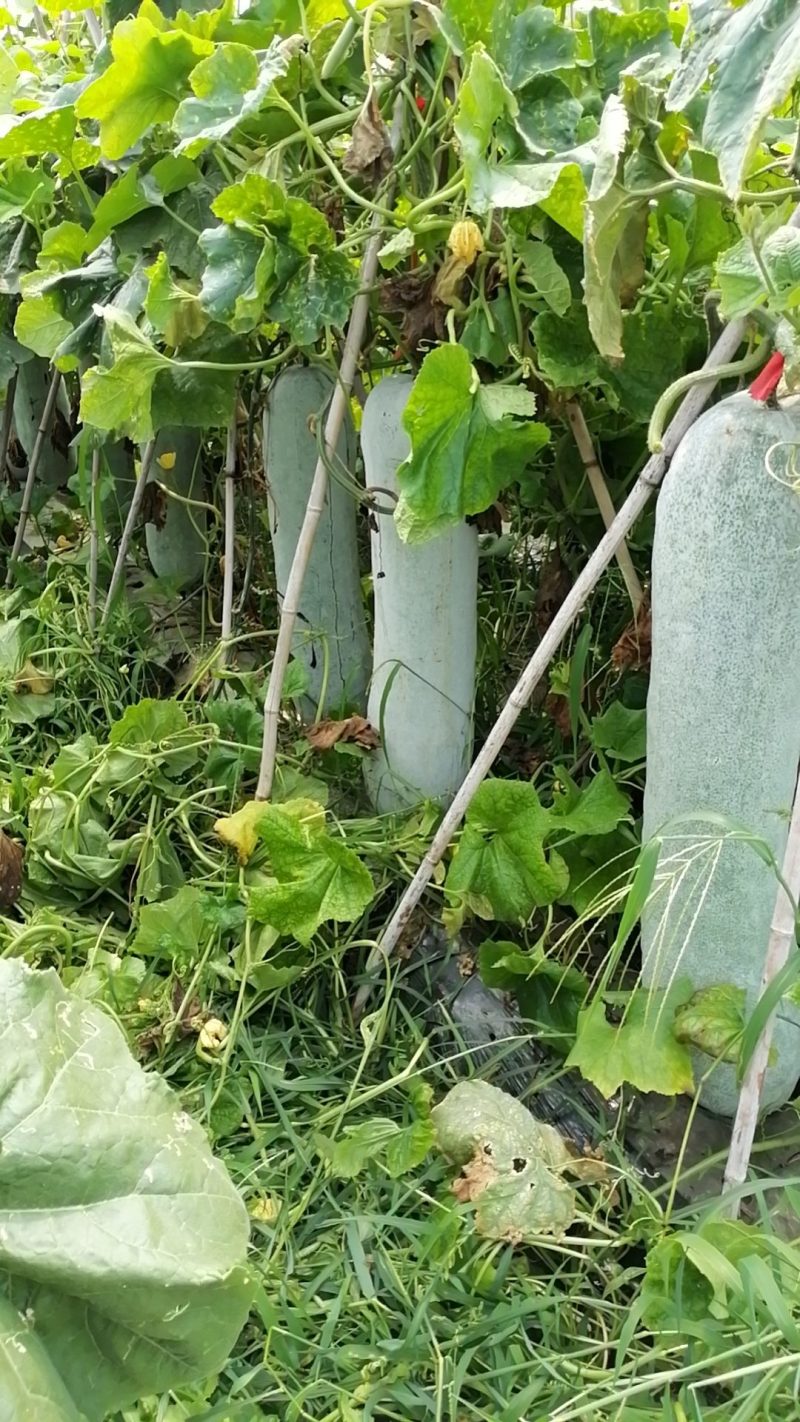 白皮吊冬瓜