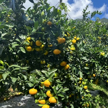 万亩福建高山特早蜜桔果皮光滑强度高达13。
