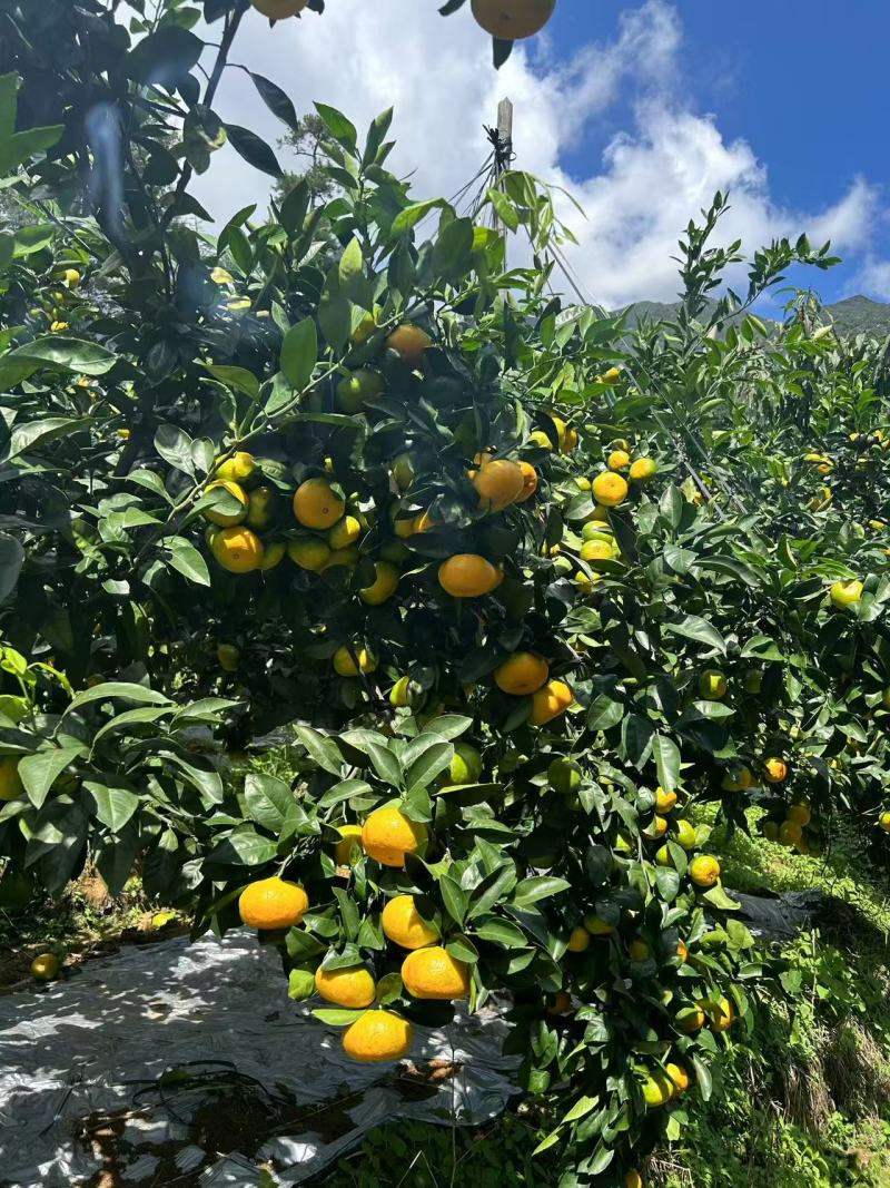 万亩福建高山特早蜜桔果皮光滑强度高达13。