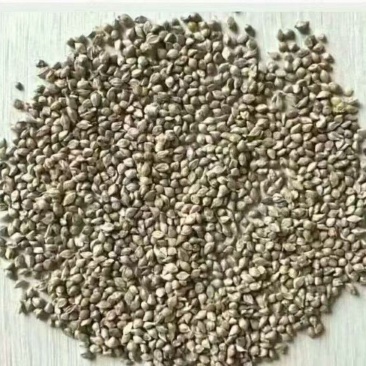 小米草种子水草鱼虾蟹牧草籽雀叶稗湖南稷子高产耐旱耐水淹水