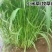 小米草种子水草鱼虾蟹牧草籽雀叶稗湖南稷子高产耐旱耐水淹水