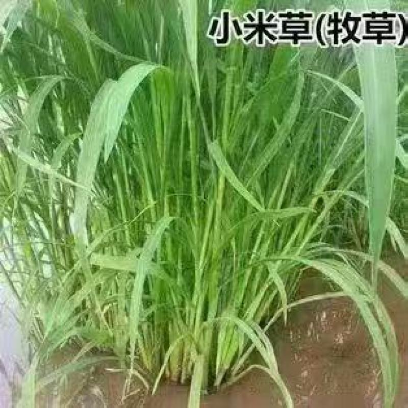 小米草种子水草鱼虾蟹牧草籽雀叶稗湖南稷子高产耐旱耐水淹水