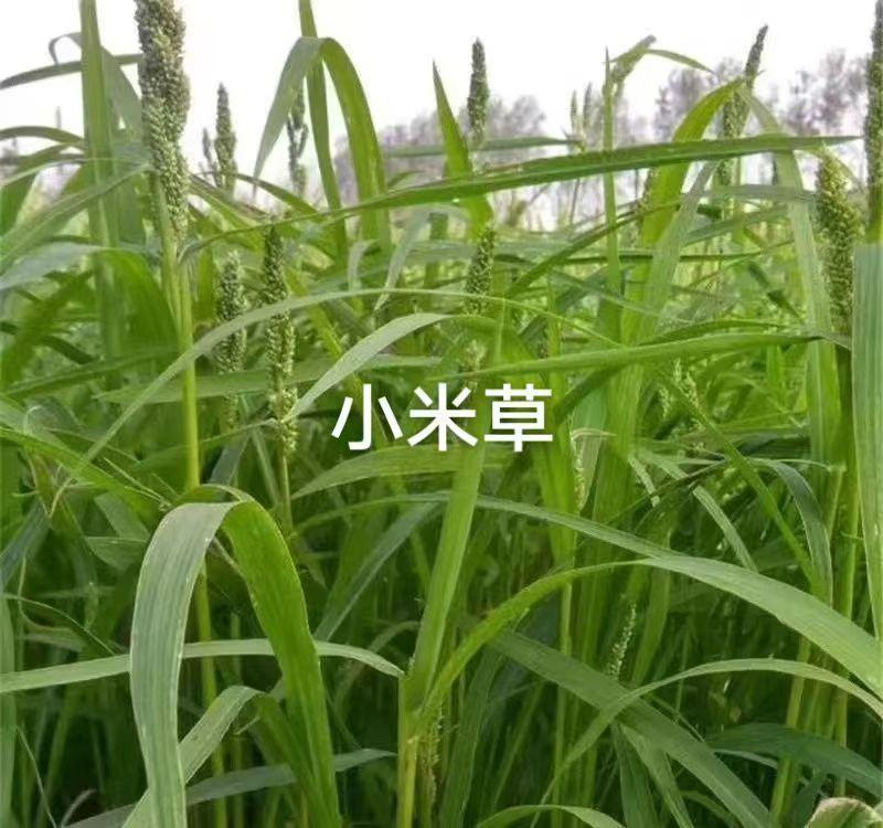 小米草种子水草鱼虾蟹牧草籽雀叶稗湖南稷子高产耐旱耐水淹水
