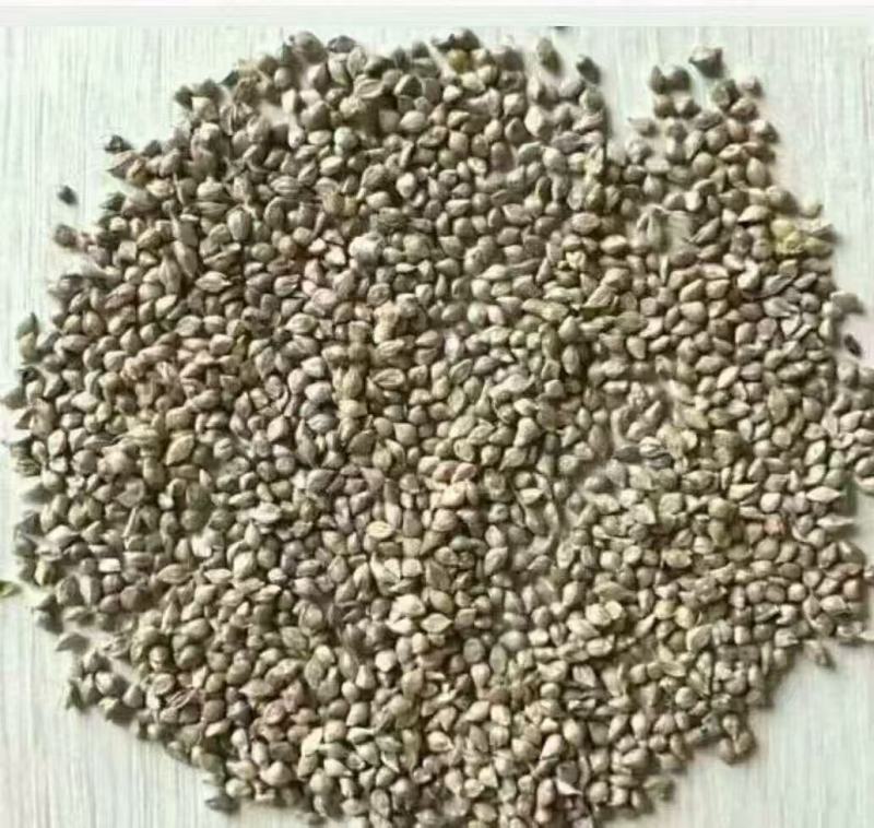 小米草种子水草鱼虾蟹牧草籽雀叶稗湖南稷子高产耐旱耐水淹水