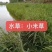 小米草种子水草鱼虾蟹牧草籽雀叶稗湖南稷子高产耐旱耐水淹水