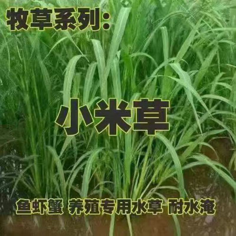 小米草种子水草鱼虾蟹牧草籽雀叶稗湖南稷子高产耐旱耐水淹水