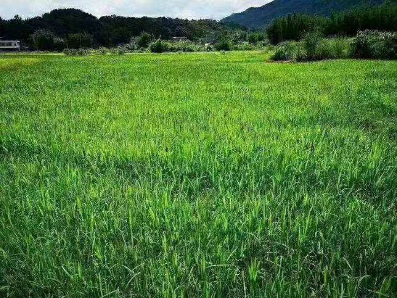 小米草种子水草鱼虾蟹牧草籽雀叶稗湖南稷子高产耐旱耐水淹水