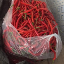 贵州露天七号线椒