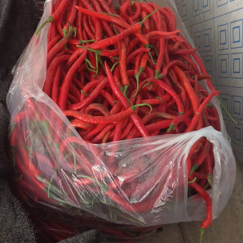 贵州露天七号线椒