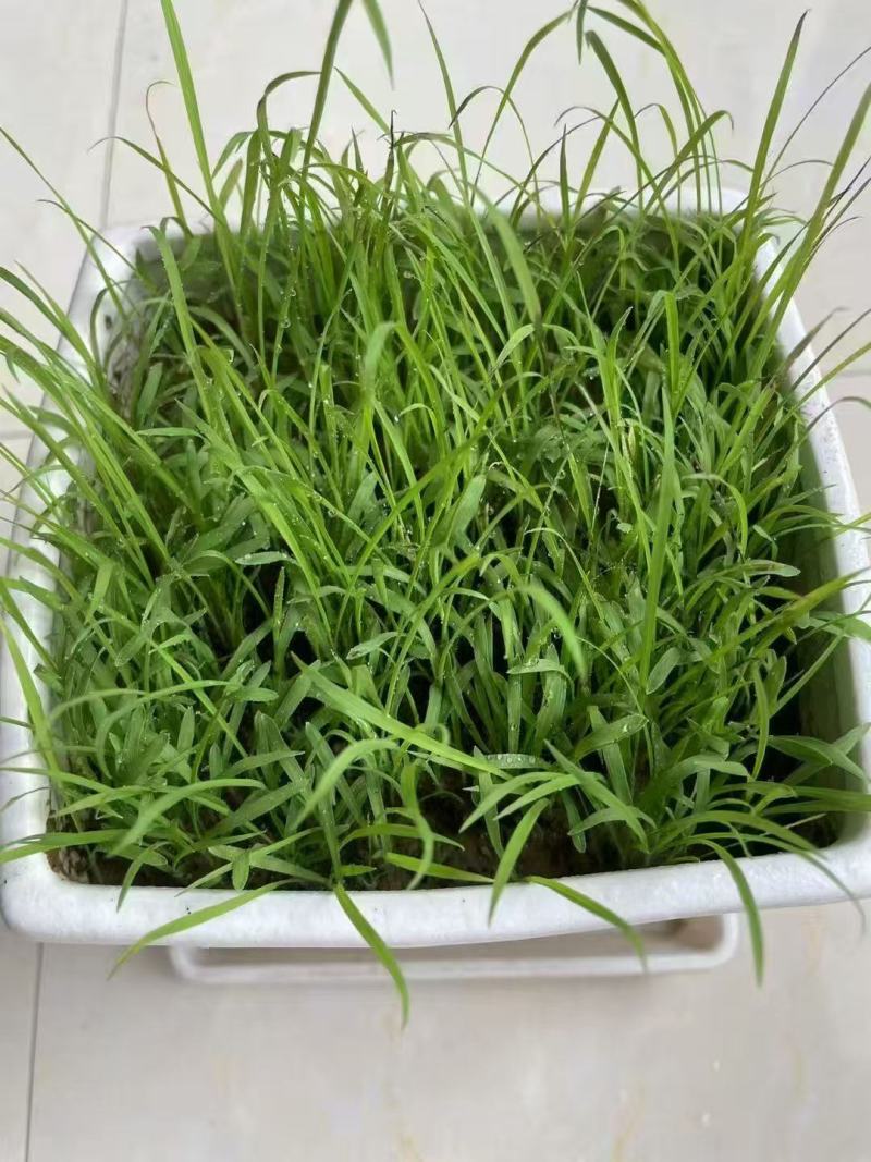 小米草种子水草鱼虾蟹牧草籽雀叶稗湖南稷子高产耐旱耐水淹水