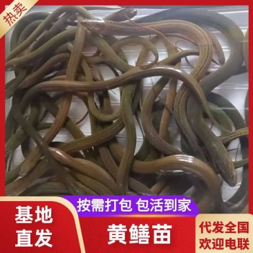 【推荐】黄鳝苗货源充足量大从优诚信经营实惠