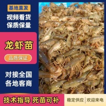 龙虾苗养殖场地直发淡水优质鲜活种抱籽