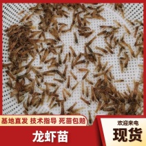 【推荐】小龙虾水花苗塘口人工养殖培育幼苗高产龙虾籽苗