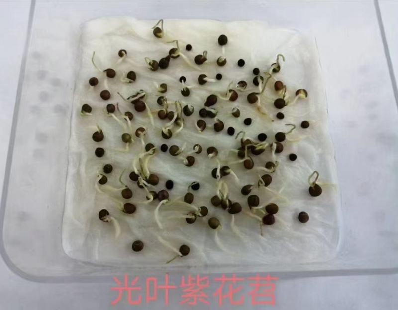 光叶紫花苕种子绿肥种籽果园多年生
