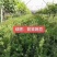 箭舌豌豆种子厂家一手货源批发品质保证价格美丽欢迎联系合作