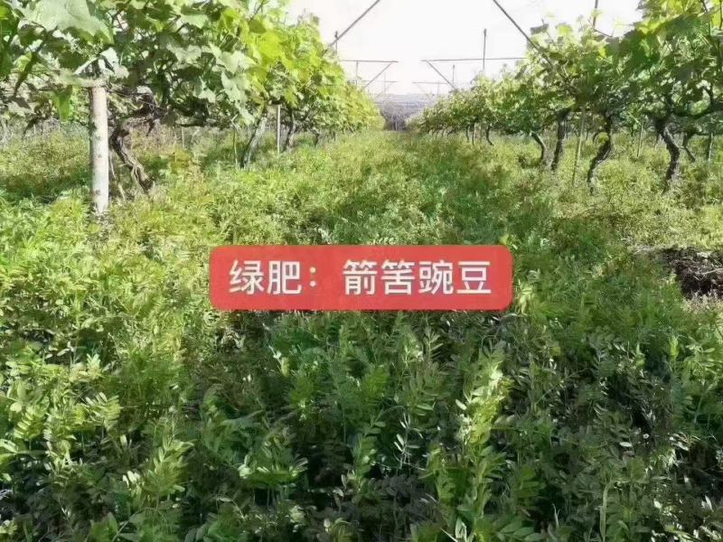 箭舌豌豆种子厂家一手货源批发品质保证价格美丽欢迎联系合作