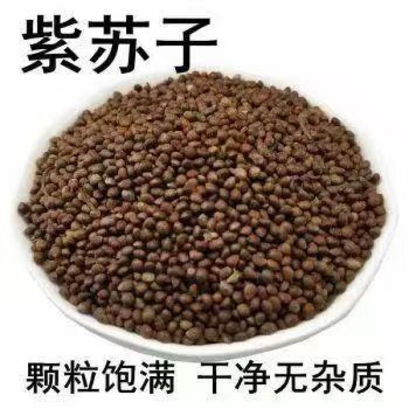 精品苏子，产家直销，产地货源欢迎各地老板来电洽谈