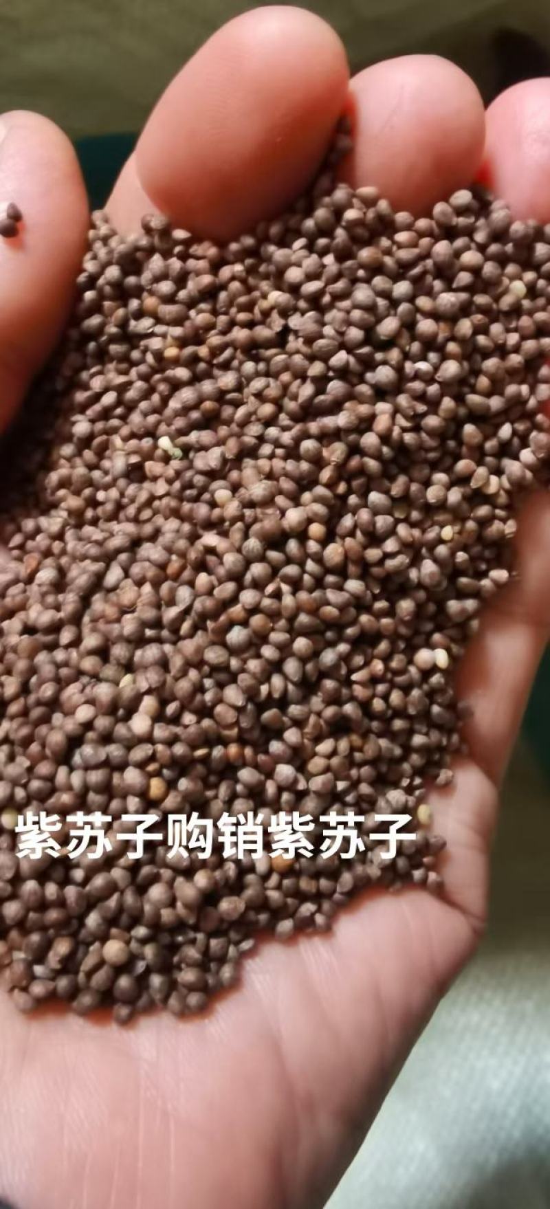 精品苏子，产家直销，产地货源欢迎各地老板来电洽谈