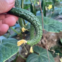 大量供应黄瓜扭