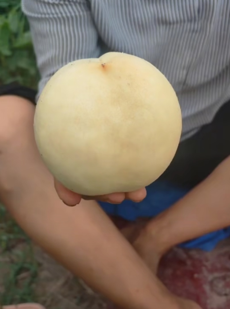 大量现货秋彤8月15号左右开园六两起步糖度高