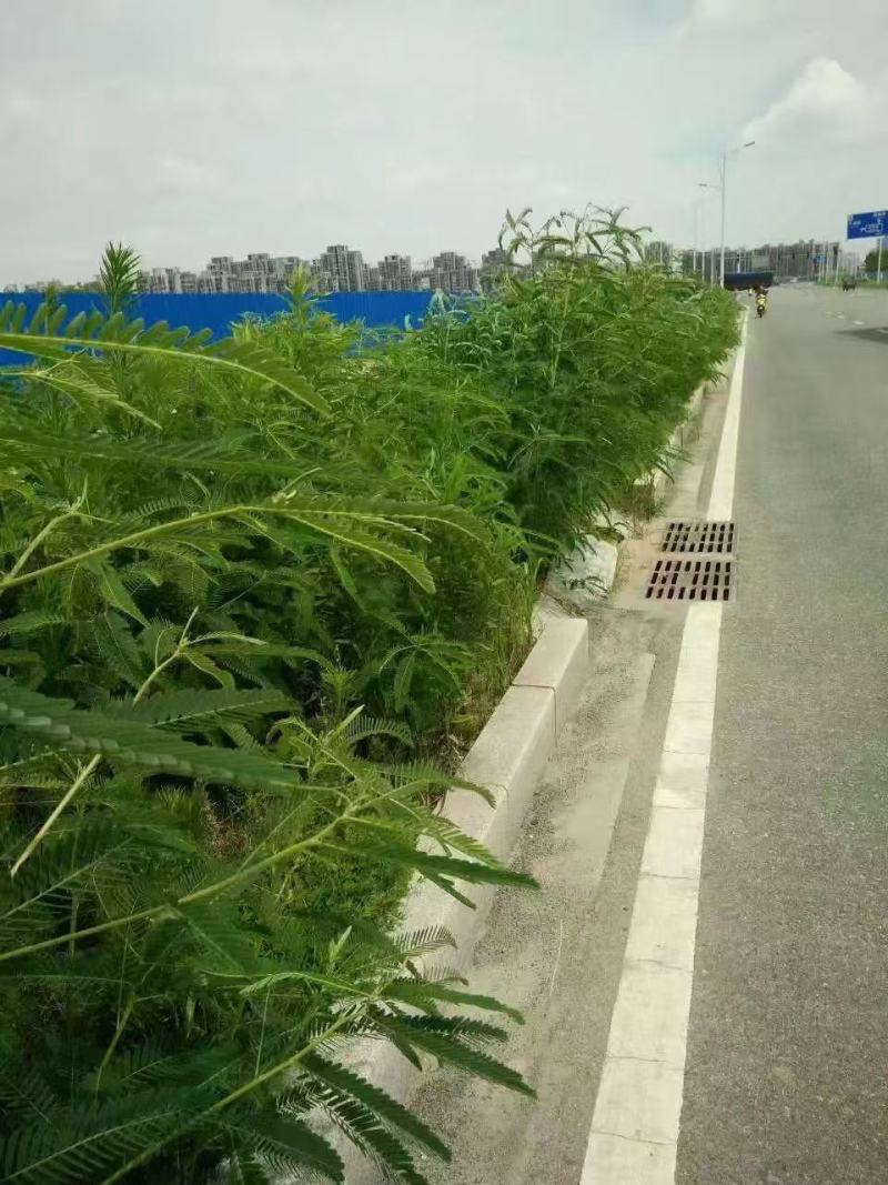 田箐种子田菁青林果园固氮绿肥籽青饲料牧草植物改良