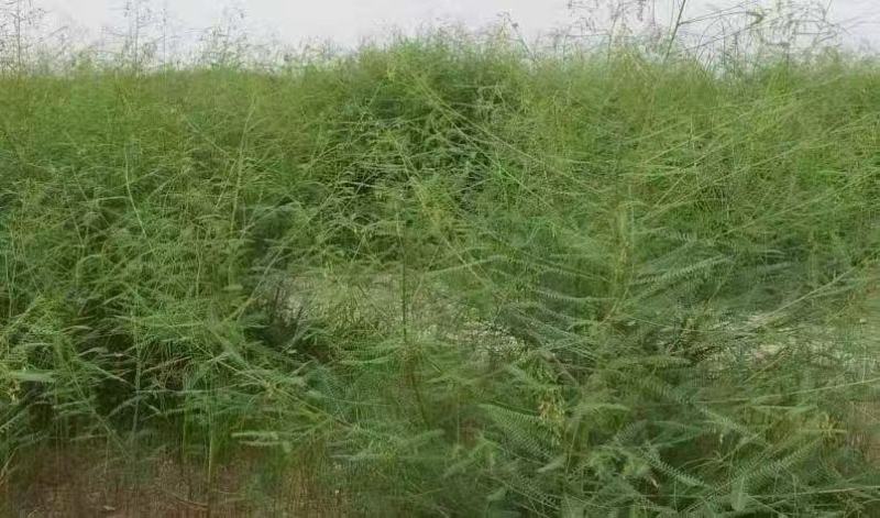 田箐种子田菁青林果园固氮绿肥籽青饲料牧草植物改良