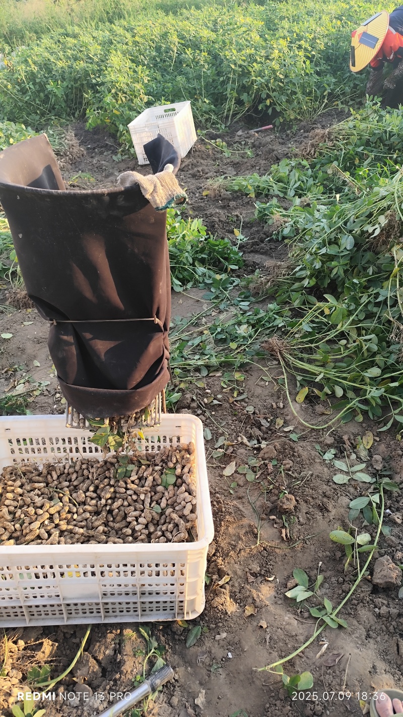 广东花生油，粤西农家炒熟榨花生油，自种自采自收自榨乡下味